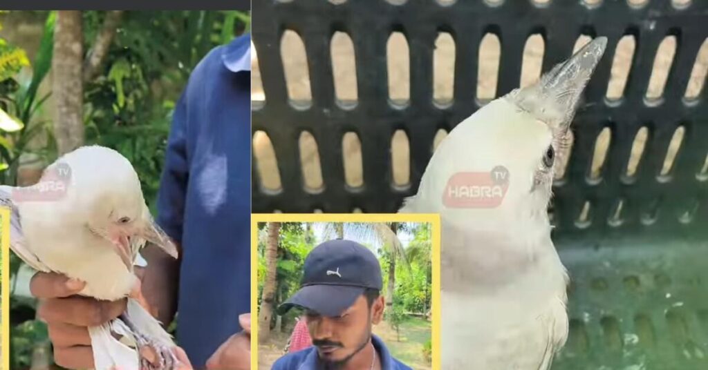 A man gently cradles a rare white crow in his hand, showcasing the beauty of this unique bird.